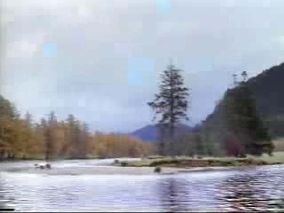 un ours combat pour du saumon