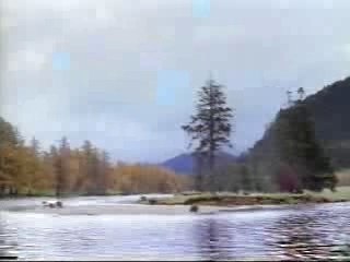 un ours combat pour du saumon