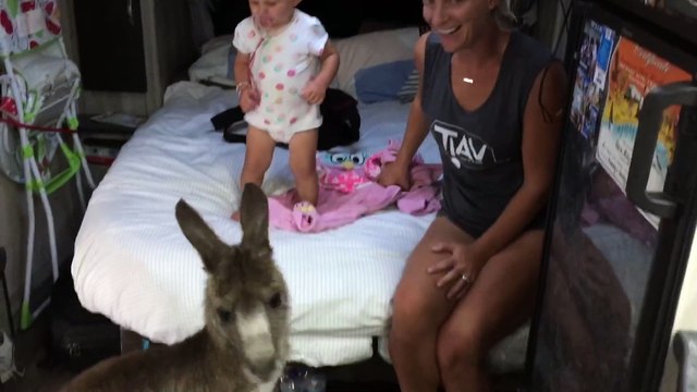 Visite d'un Kangourou dans une caravane d'une famille LOL