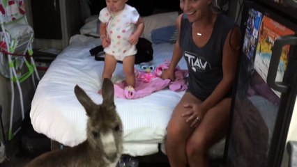 Visite d'un Kangourou dans une caravane d'une famille LOL