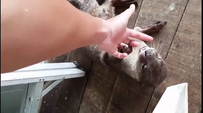 Cette loutre sauvage adore jouer comme un petit chien