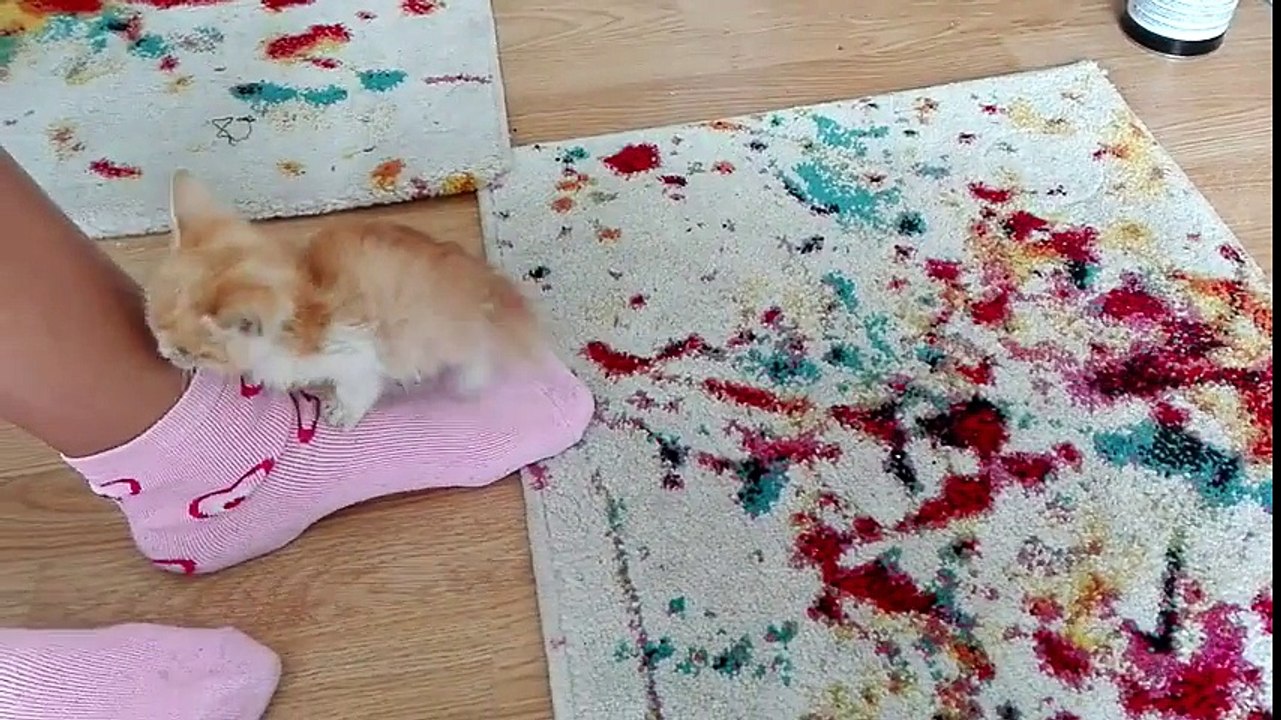 Ce chaton recueilli ne veut dormir que sur vos pieds.. Trop mignon