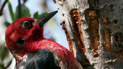 ألاسكا: مملكة الأرض المتجمدة  الحلقة الثانية   الصيف