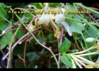 Фантастическая Любовь и Где Ее Найти Смотреть Полный Фильм Онлайн 2016 HD 720