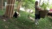Ces pandas sont impossibles à vivre LOL