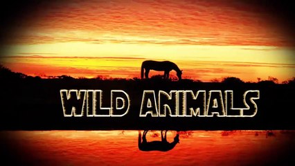 Big Dogs Playing With Babies | Try not to Laugh | Funny Videos 2016