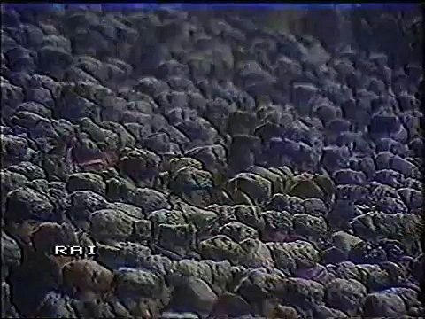 27.11.1985 - 1985-1986 UEFA Cup 3rd Round 1st Leg Dnipro Dnipropetrovsk 0-1 HNK Hajduk Split