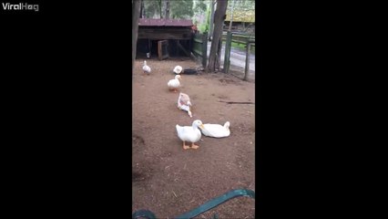 Et si on faisait un truc à 3... Des canards très HOT