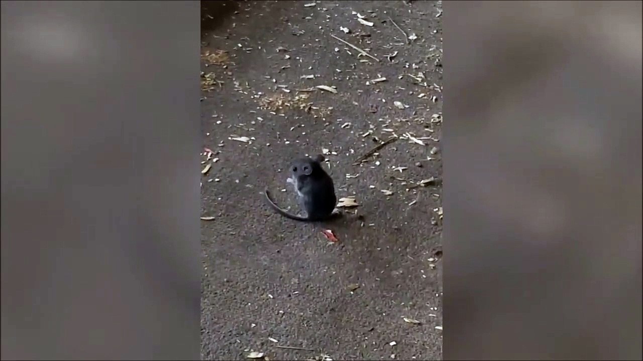 Il n'y a pas que les chiens qui courent après leur queue