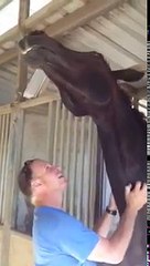 The Hugging Horse 🐴