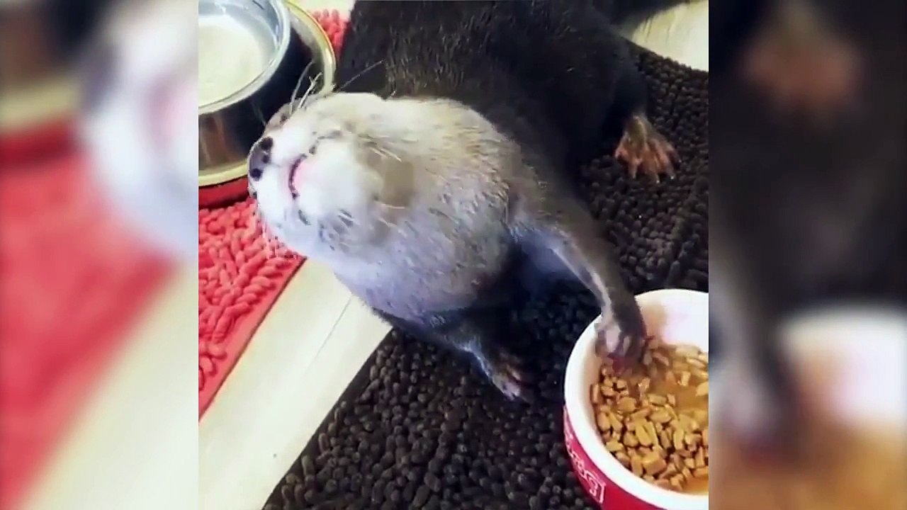 Pets are funny compilation - cute & comedy