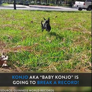 This Dog Baby Konjo set a Guinness World Record!