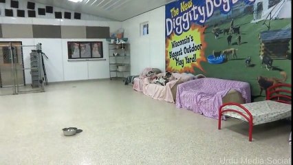 Soldier reunites with dogs