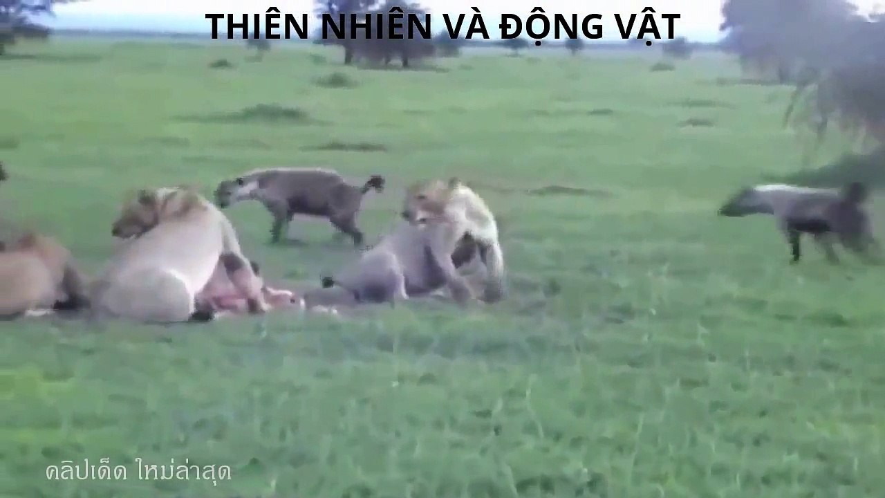 Thế giới động vật Động vật hoang dã đại chiến đẫm máu, Sư Tử, Tê Giác, Linh Cẩu, Báo, Cá Xấu-sOZyuzIdtTw