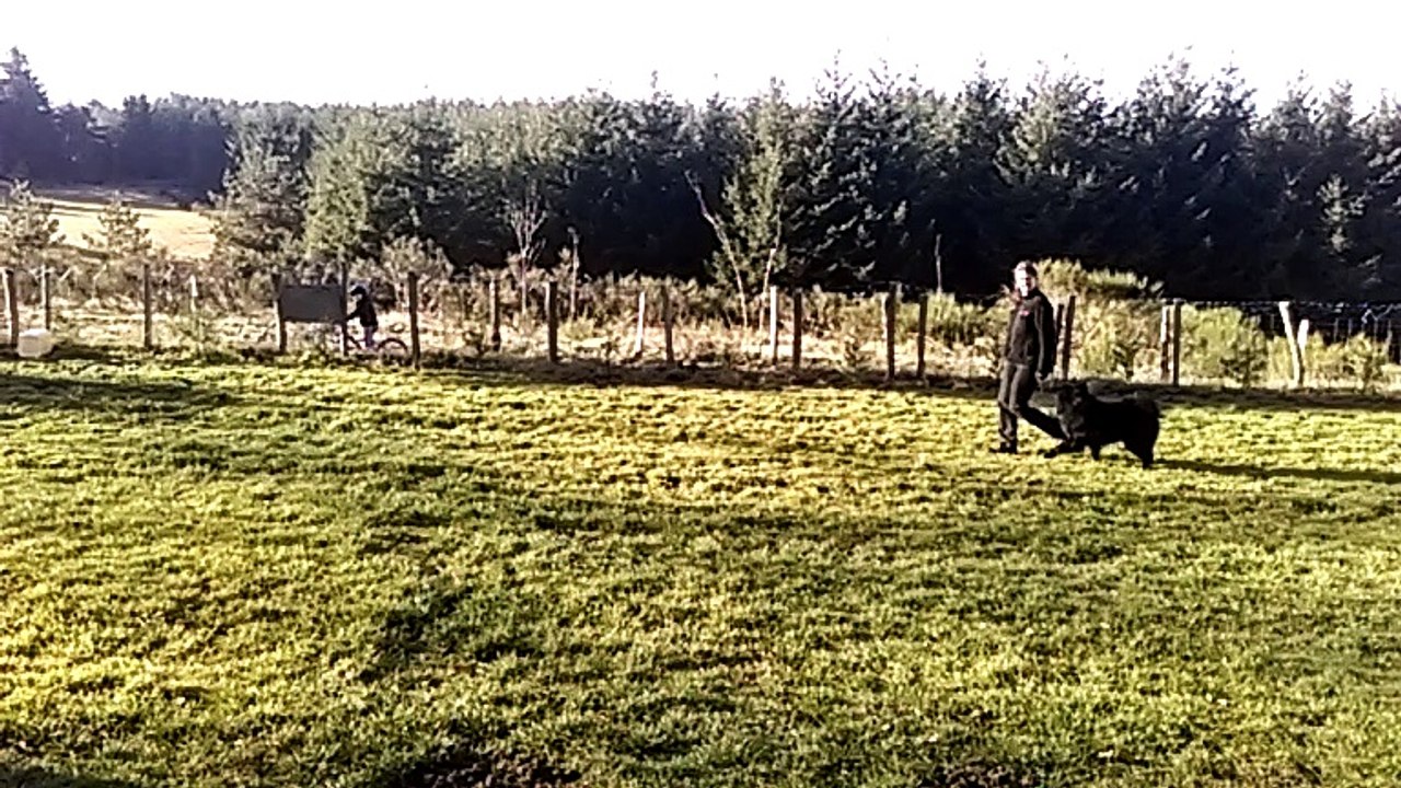 ralenti du suivie au pied sans laisse avec changement de direction