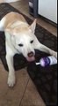 Dog eats whipped cream straight from the canister