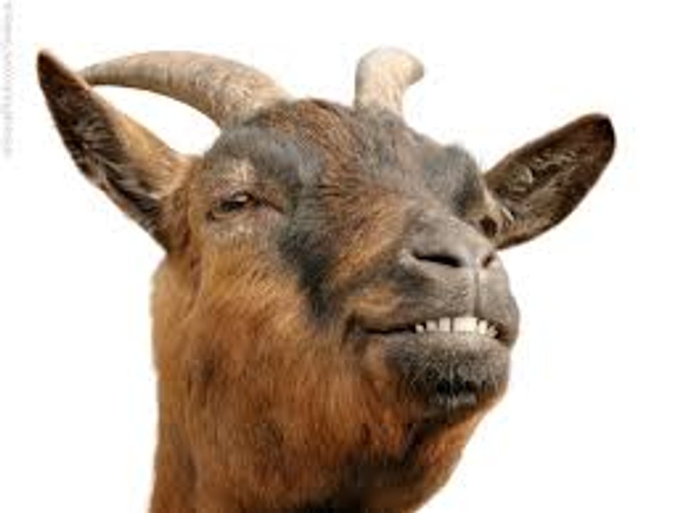 HOW TO CLIP A GOAT TUTORIAL