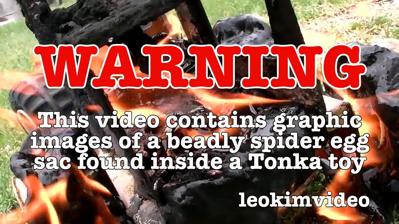 Redback Spider Egg Sac Whats Inside Is SCARY-ExrWLJiKTqI