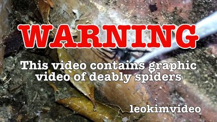 Scary Redback Spider Infestation Found I Need A NUKE-exNxoiXTkR8