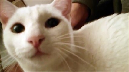 'Acıktın Mı?' Sorusunu Duyunca Konuşan Kedi