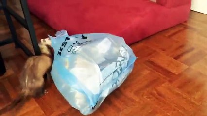 Çöplerin Dışarı Çıkarılmasına Yardımcı Olan Yaban Gelinciği