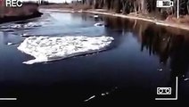 Vídeo flagra monstro gigante em um rio do Alasca nos Estados Unidos