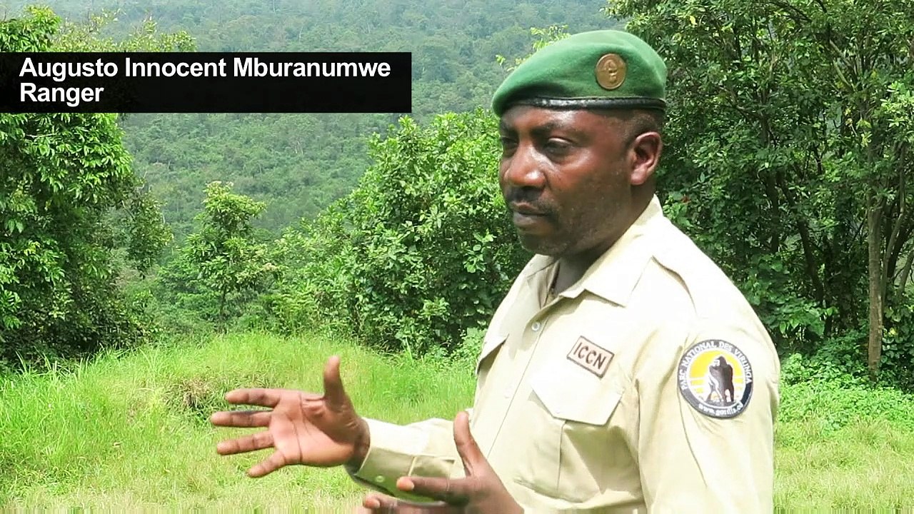Ranger schützen letzte Berggorillas mit Kalaschnikows