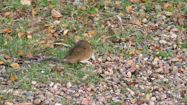 Rodent, Rats, Mice Exterminator Vancouver BC Alpine Pest Control Ltd