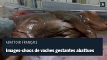 Vaches en gestation abattues : nouvelles images choquantes dans un abattoir français