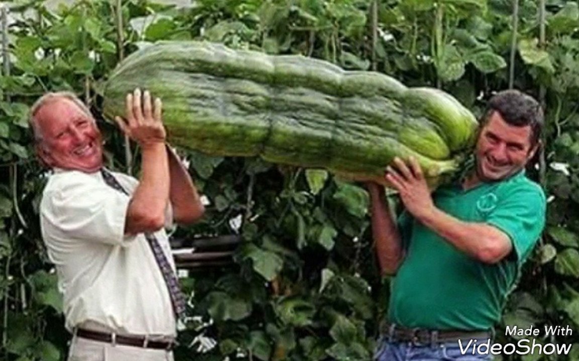 Very large vegetables