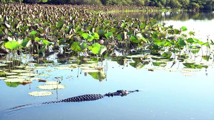 Debate about croc numbers reignited in Australia