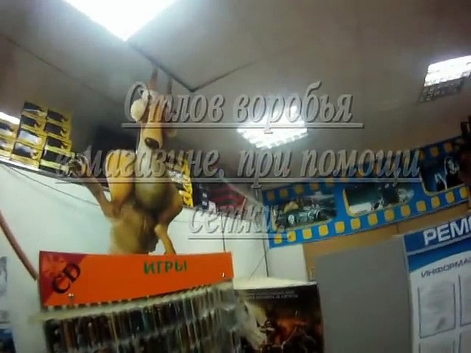 Как ловили воробья