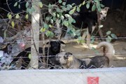 Mahalleli köpekler yüzünden dışarı çıkamıyor