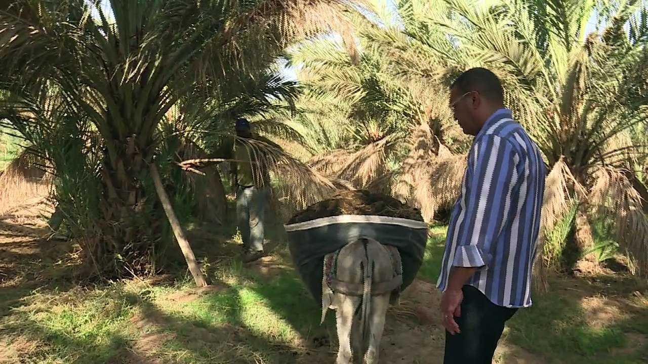 Au Maroc, les oasis toujours plus menacées par le désert