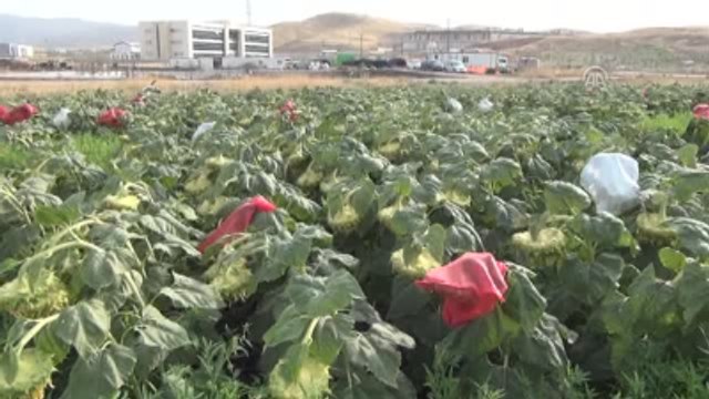 Güneydoğu'da Günebakan Projesi Dışa Bağımlılığı Bitirebilir