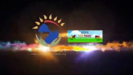 LA REAZIONE DEL CAGNOLINO QUANDO CAPISCE CHE SARÀ SALVATO