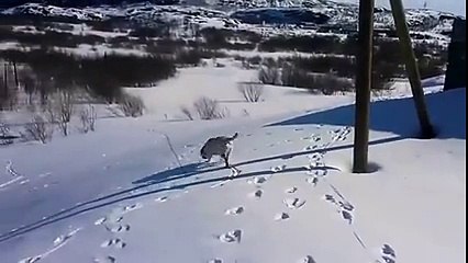 Un chien adore glisser sur la neige