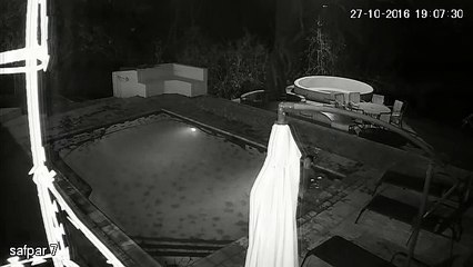 Un crocodile attaque des touristes dans une piscine