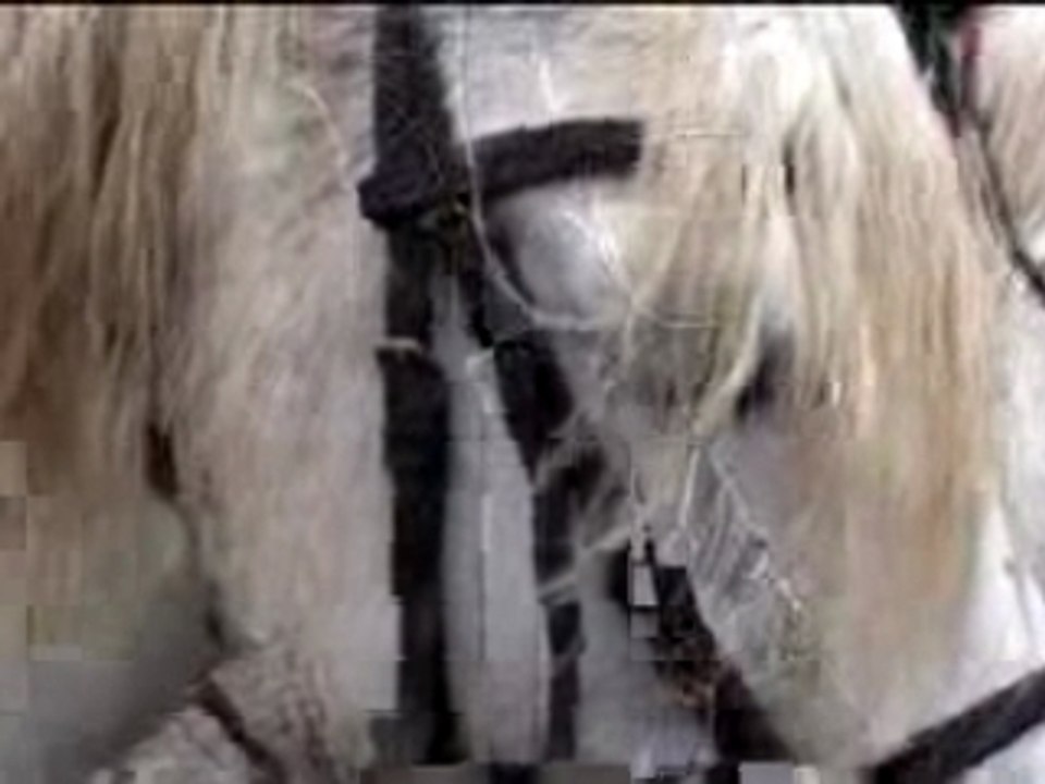 Camargue-cosne1
