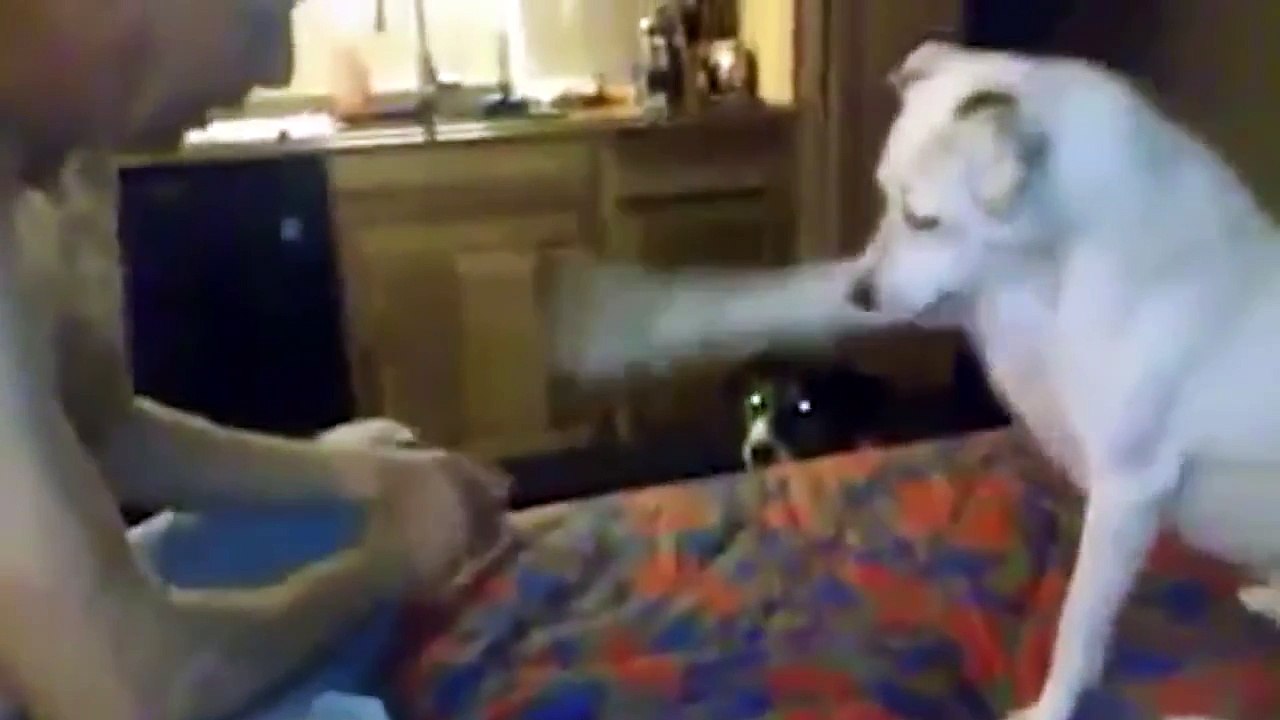 Dog Confused by Magic Trick