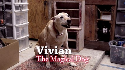 Funny dog voice over video: Magic Trick