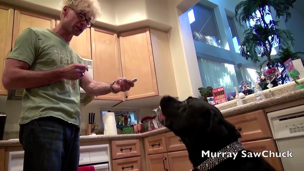 How Dogs React To Magic!