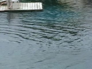 Planète Sauvage : les otaries