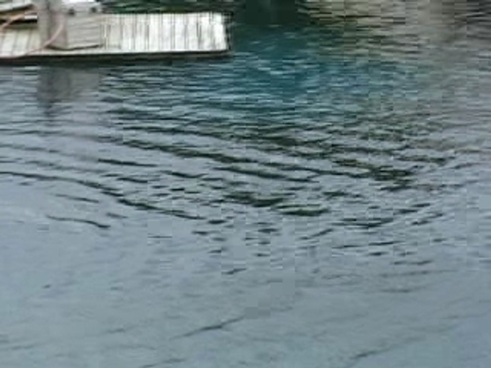 Planète Sauvage : les otaries