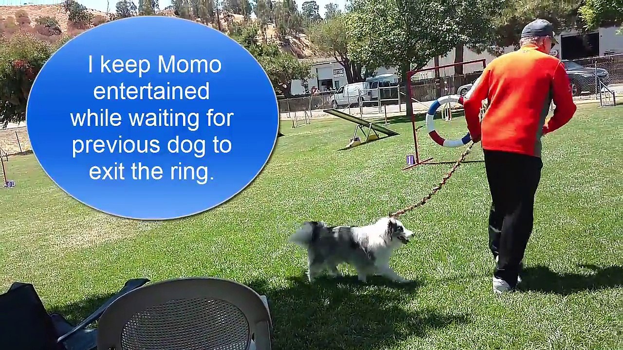 Magic Momo's Fun Dog Agility Match    Martinez 2016 07 09