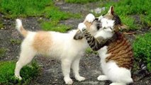 Funny cats annoying dogs -  Cute animals compilation 2016