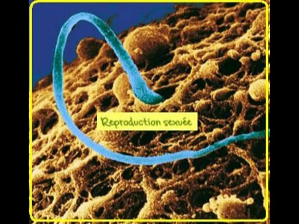 Génétique - SVT 3ème - ADN, gènes et chromosomes - YouTube