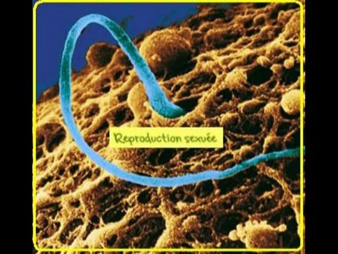 Génétique - SVT 3ème - ADN, gènes et chromosomes - YouTube