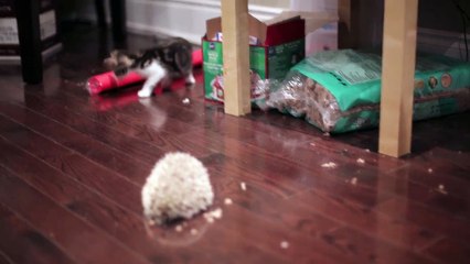 Ce chaton voit pour la première fois un hérisson, leur rencontre est juste adorable