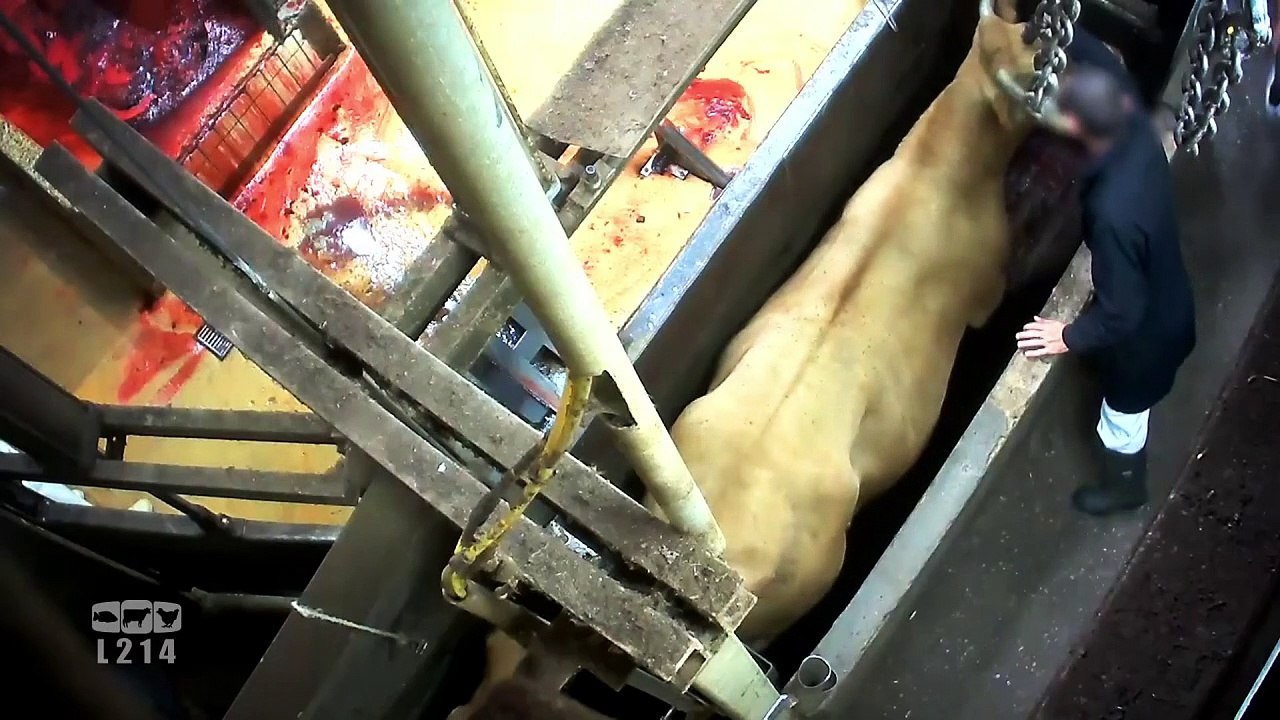 Images chocs de vaches en gestation abattues